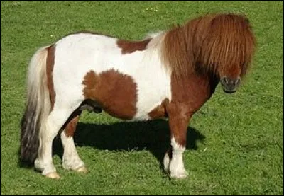 Les chevaux sont des ruminants :