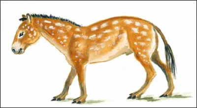 Il y a 50 millions d'années, l'hyracothérium ou eohippus (ancêtre probable du cheval), était 2 fois plus gros que les chevaux d'aujourd'hui :