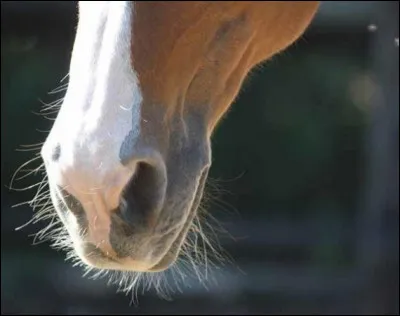 Au fil de l'évolution, les vibrisses ont perdu leur utilité :