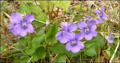 Ces fleurs sont des violettes.
