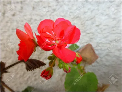 Ces fleurs sont des orchidées.