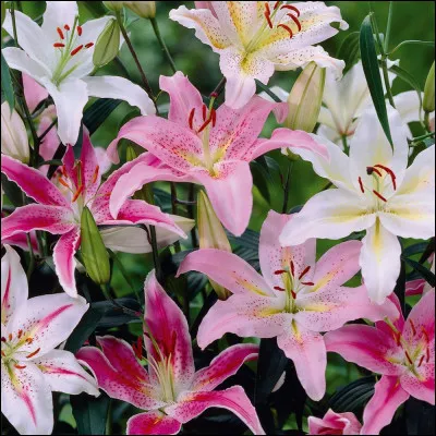 Ces fleurs sont des lys.