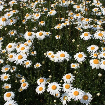 Ces fleurs sont des géraniums.