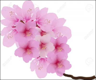 Ces fleurs sont des jonquilles.