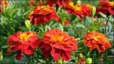 Ces fleurs sont des illets.