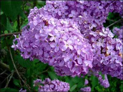 Ces fleurs sont des lilas.