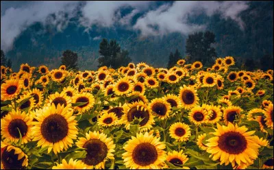 Ces fleurs sont des tournesols.