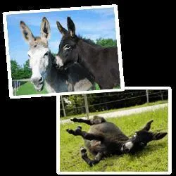 Les nes qu'Equideow soutient s'appellent :