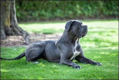 Quelle est cette race ?