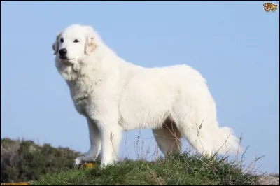 Quelle est cette race ?