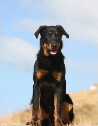 Quelle est cette race ?