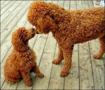 Quelle est cette race ?