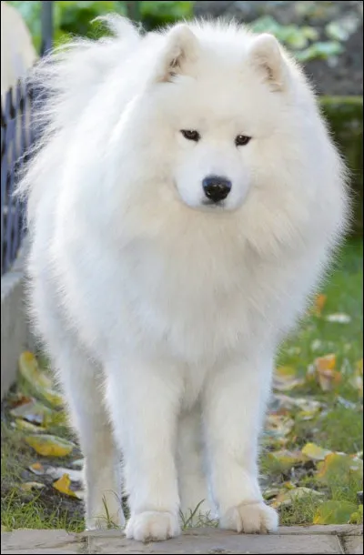 Quelle est cette race ?