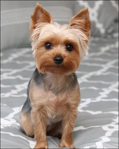 Quelle est cette race ?