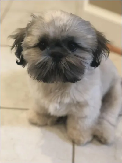 Quelle est cette race ?