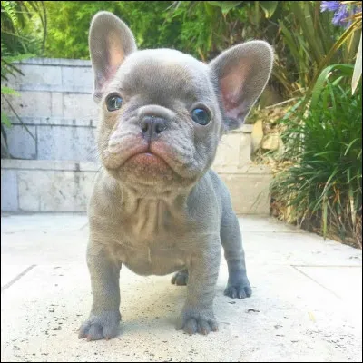 Quelle est cette race ?