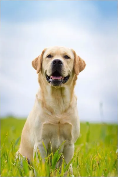 Quelle est cette race ?