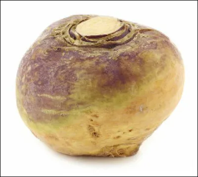 Quel est ce légume-racine, plante fourragère ou potagère ?