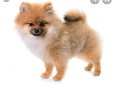 Quelle est la nationalit&eacute; de ce chien ? - Spitz nain