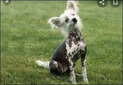 Quelle est la nationalit&eacute; de ce chien ? - Chien chinois &agrave; cr&ecirc;te