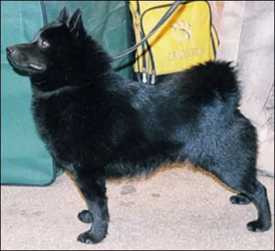 Quelle est la nationalit&eacute; de ce chien ?- Schipperke