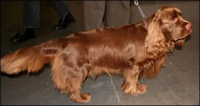 Quelle est la nationalit&eacute; de ce chien ?- Sussex spaniel