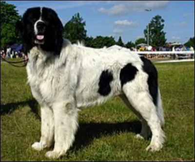 Quelle est la nationalit&eacute; de ce chien ?- Landseer