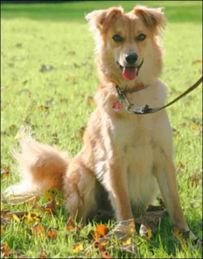 Quelle est la nationalit&eacute; de ce chien ?- Berger basque