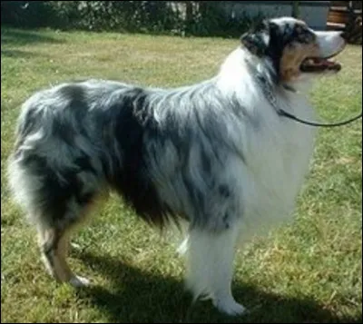 Quelle est la nationalit&eacute; de ce chien ?- Berger australien