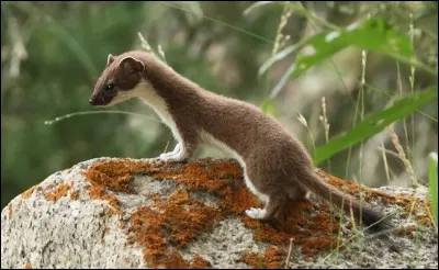 Quel est cet animal ?