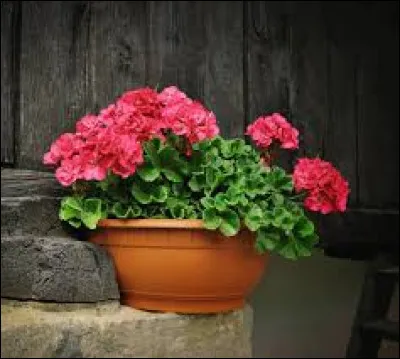 Il faut planter le géranium à l'ombre, cette fleur ne supporte pas les rayons du soleil.
