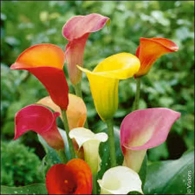 L'arum est aussi appelée "gant de bergère".