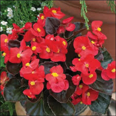 Le bégonia est une plante originaire des Antilles.