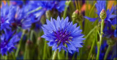 Le bleuet est une plante bisannuelle