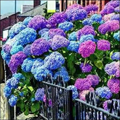 Pour planter un hortensia, il est préférable de mettre de la terre de bruyère.