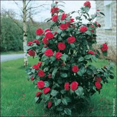 De préférence, il faut planter un camélia en plein soleil.