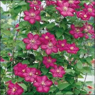 Les clématites sont des plantes grimpantes.