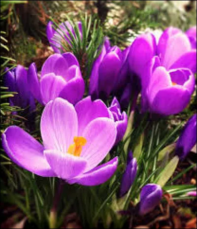 Regardez ces magnifiques fleurs, ce sont des crocus.