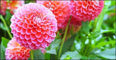 Le dahlia est originaire des régions chaudes du Mexique, d'Amérique centrale ainsi que de la Colombie.