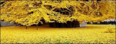 Magnifique feuillage d'or quand vient l'automne pour l'arbre aux 40 écus.