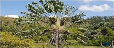 Voici un arbre dit du voyageur.