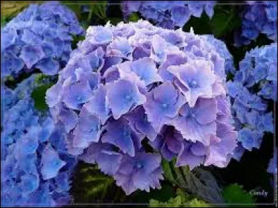 D'où est-il d'origine ?