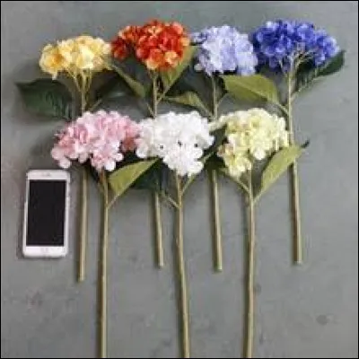 Les hortensias préfèrent généralement être à/au :