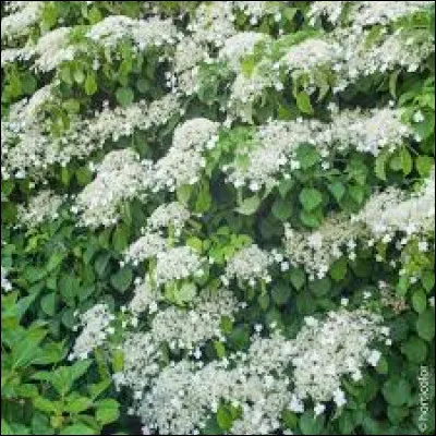 Existe-t-il des hortensias grimpants ?