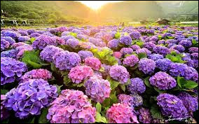 Quiz Plantes