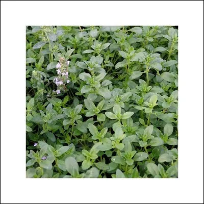 En réalité, seules les techniques médicinales et pharmaceutiques furent conservées. Que faisait-on pousser dans ces "jardins de curés" ?