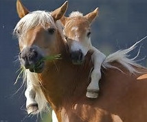 Quiz Animaux