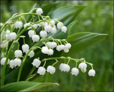 Quand offre-t-on du muguet ?