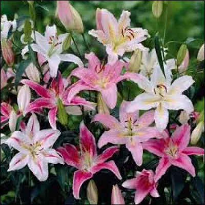 Qui a &eacute;crit "Le Lys dans la vall&eacute;e" ?