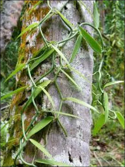 Vanilla tahitensis est une espèce d'orchidées qui produit la vanille de :